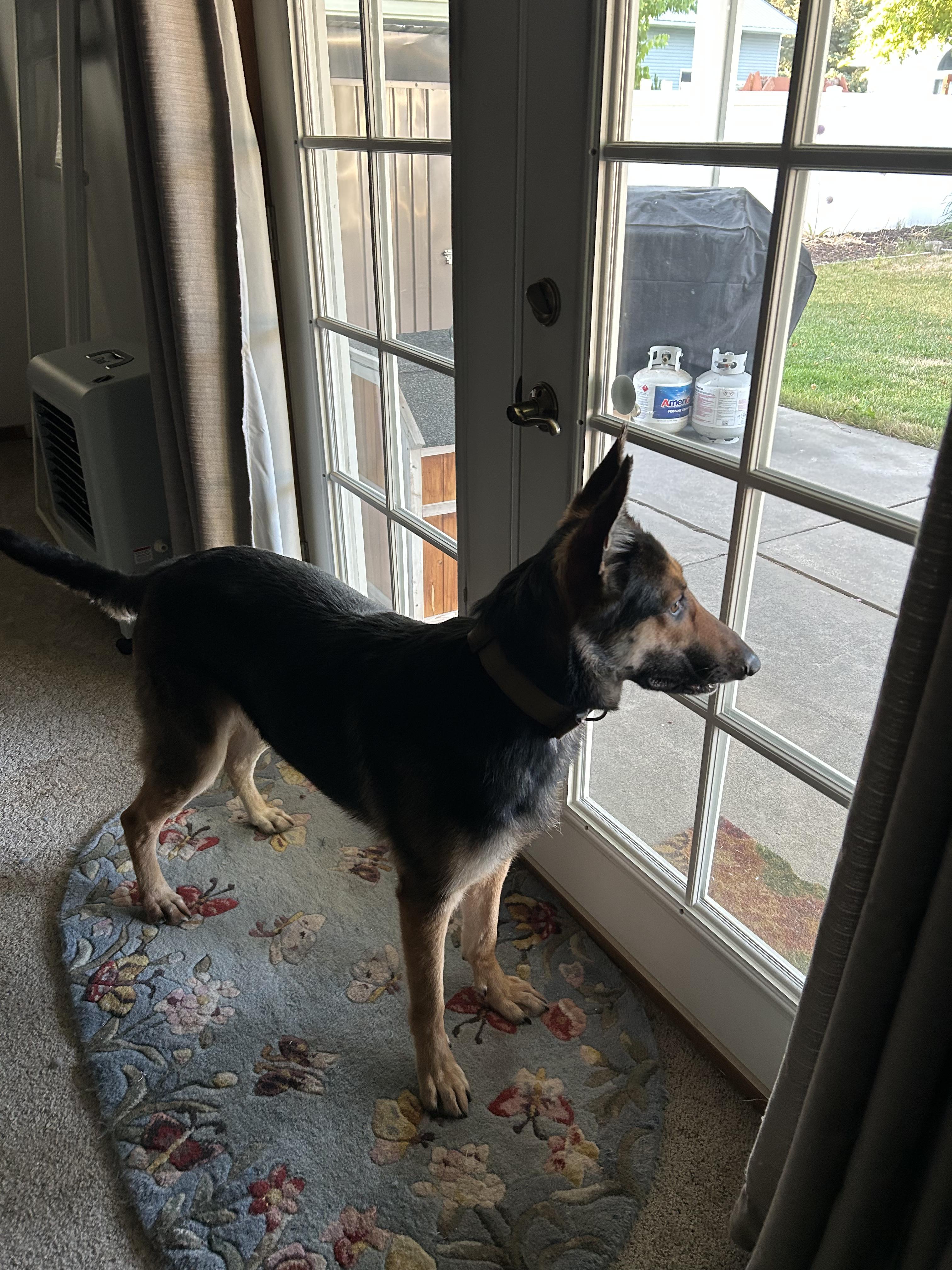 Zena, an adoptable German Shepherd Dog, Belgian Shepherd / Malinois in Pocatello, ID, 83204 | Photo Image 3