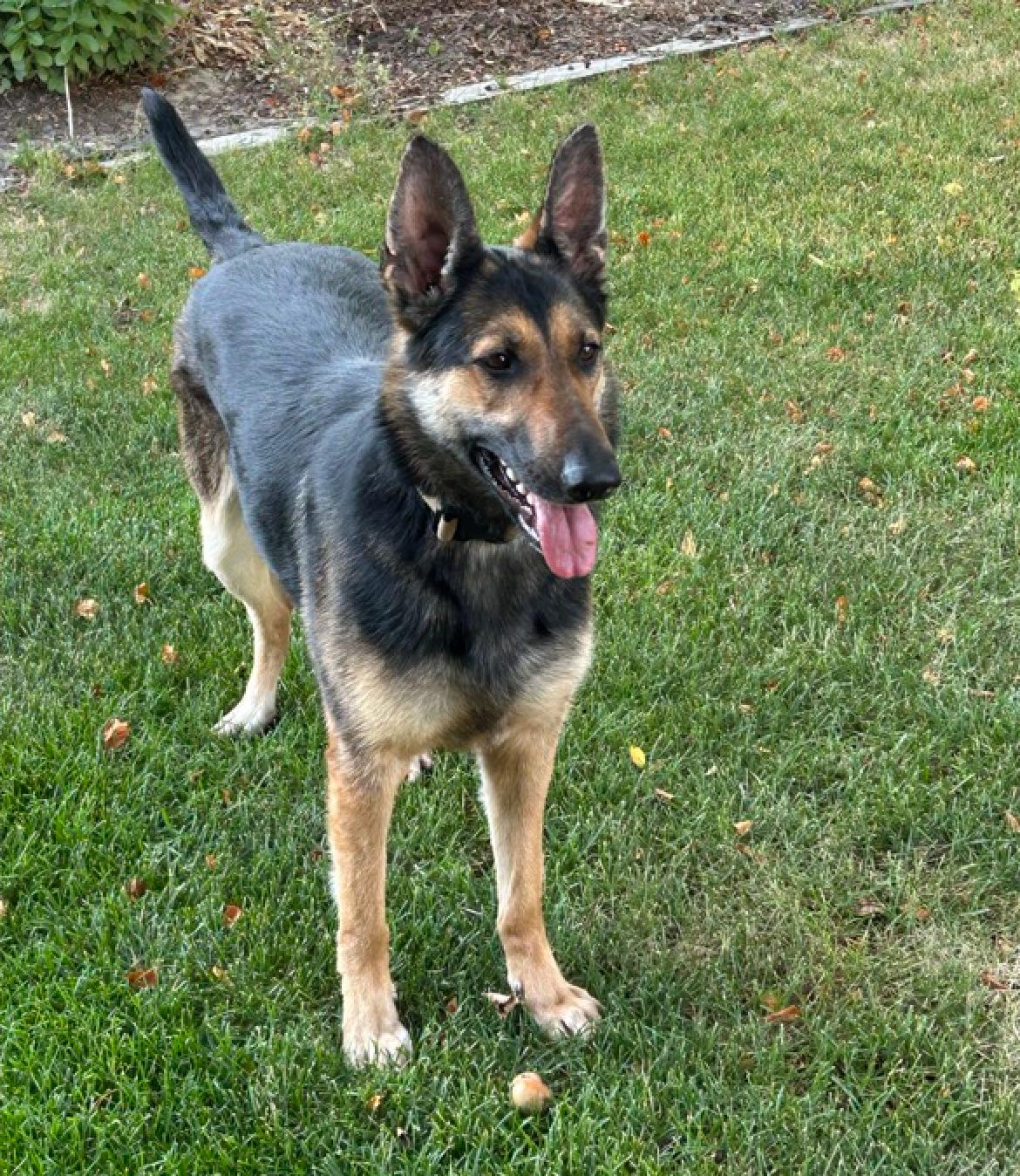 Zena, an adoptable German Shepherd Dog, Belgian Shepherd / Malinois in Pocatello, ID, 83204 | Photo Image 1