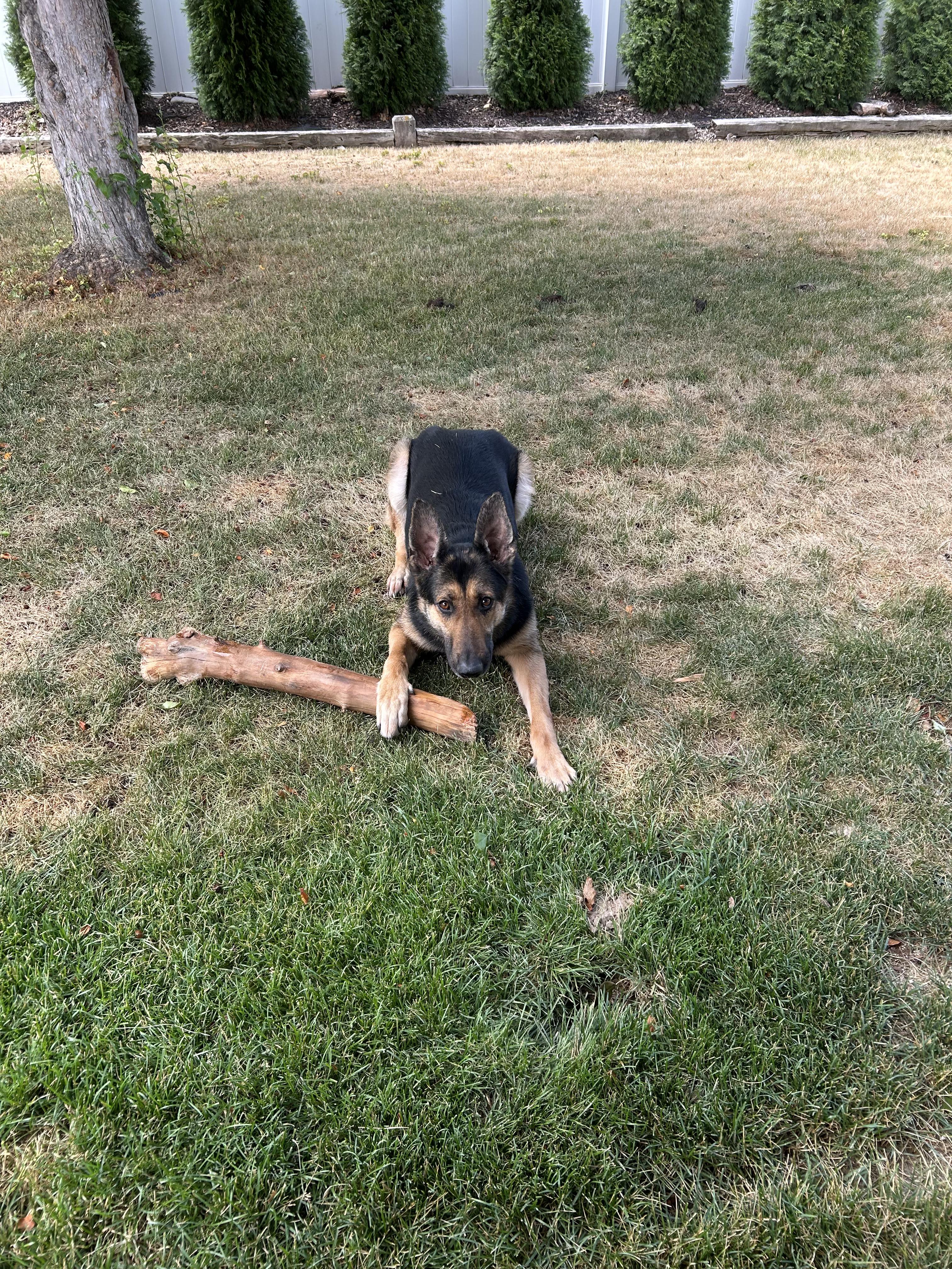 Zena, an adoptable German Shepherd Dog, Belgian Shepherd / Malinois in Pocatello, ID, 83204 | Photo Image 2