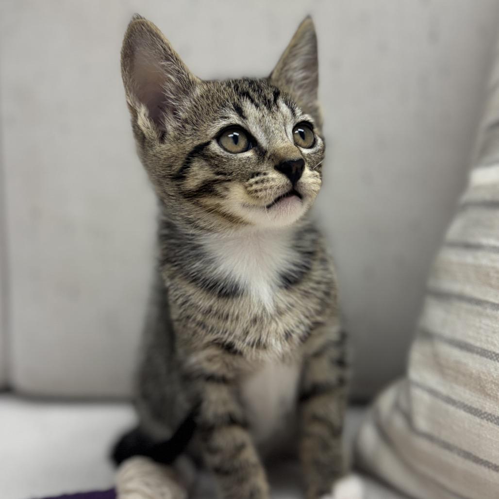 Enlarge Elmo, a Adoptable Domestic Short Hair in Chesapeake, VA image 2/4