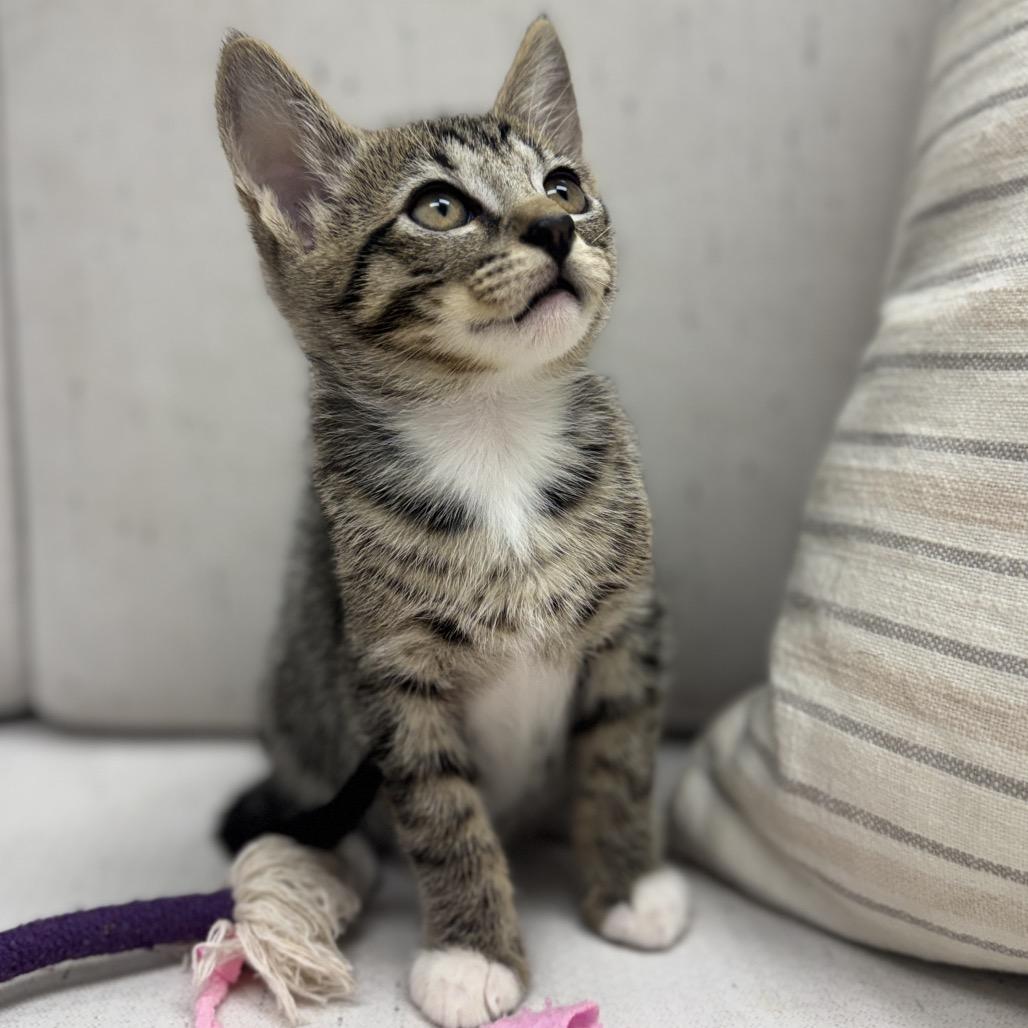 Enlarge Elmo, a Adoptable Domestic Short Hair in Chesapeake, VA image 3/4