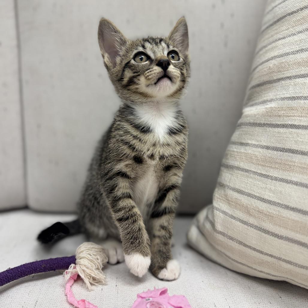 Enlarge Elmo, a Adoptable Domestic Short Hair in Chesapeake, VA image 4/4