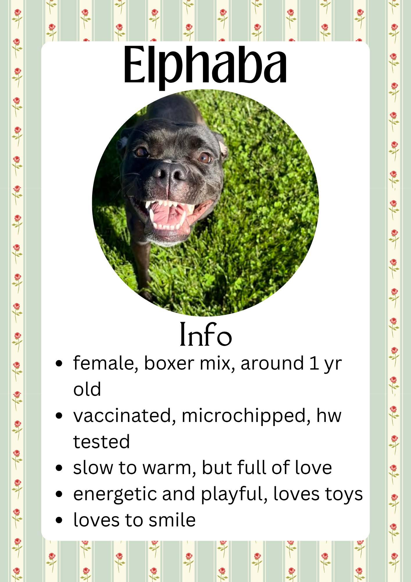 Enlarge Elphaba, a ADOPTABLE mixed breed in Greensburg, IN image 1/1