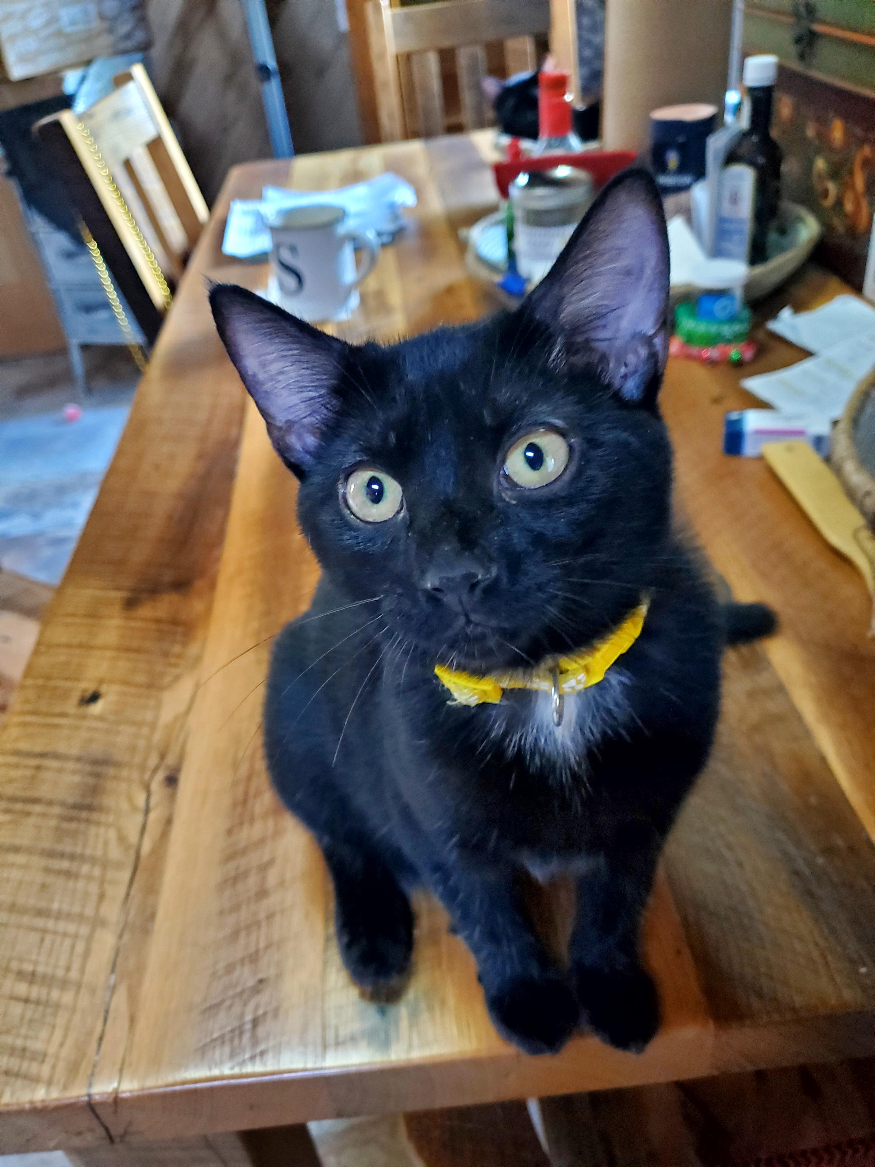 Mango, Young Female Domestic Short Hair