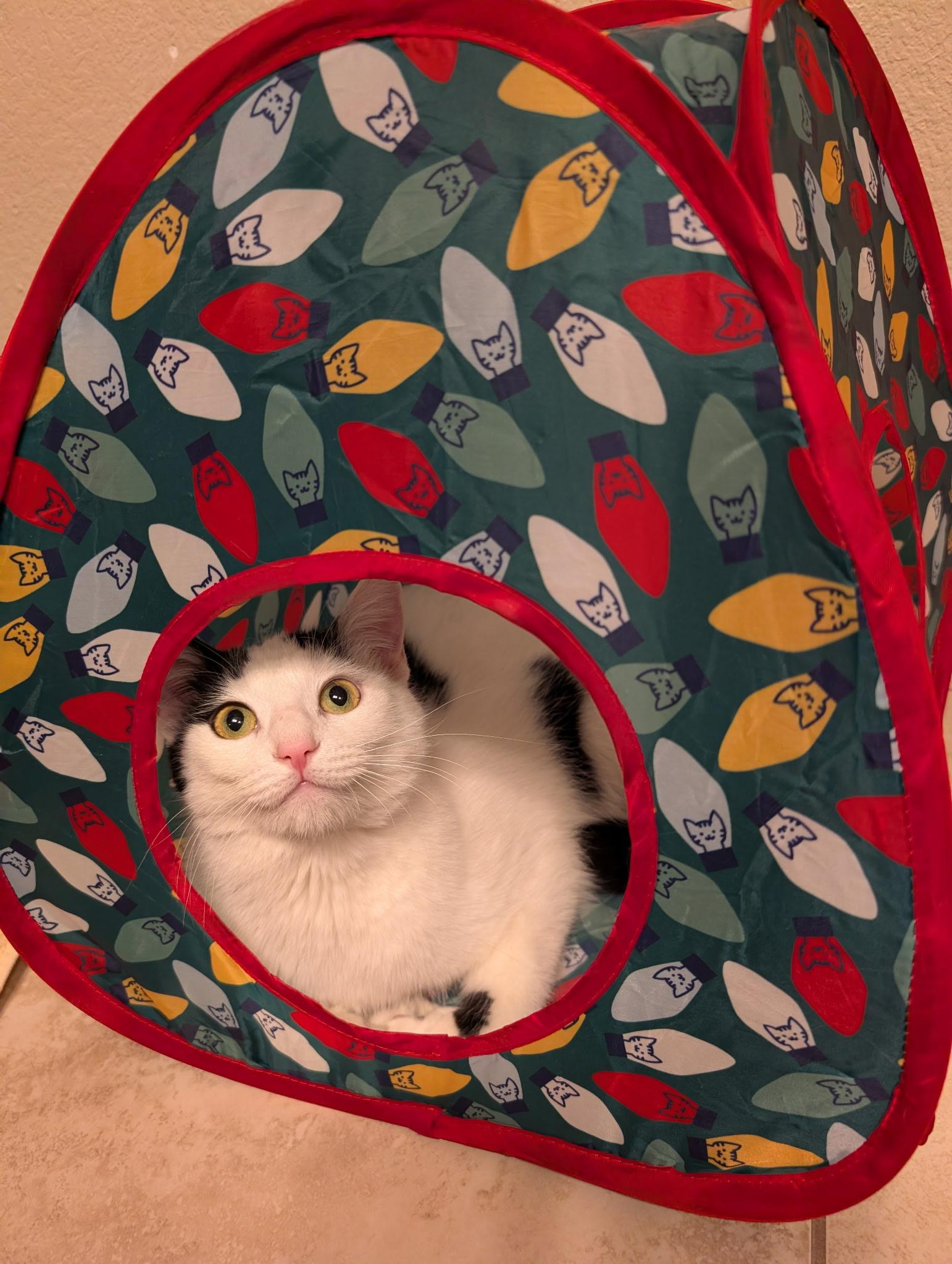 Enlarge Inky (call 602-692-1499 to meet Inky), a Adoptable mixed breed in Phoenix, AZ image 4/4