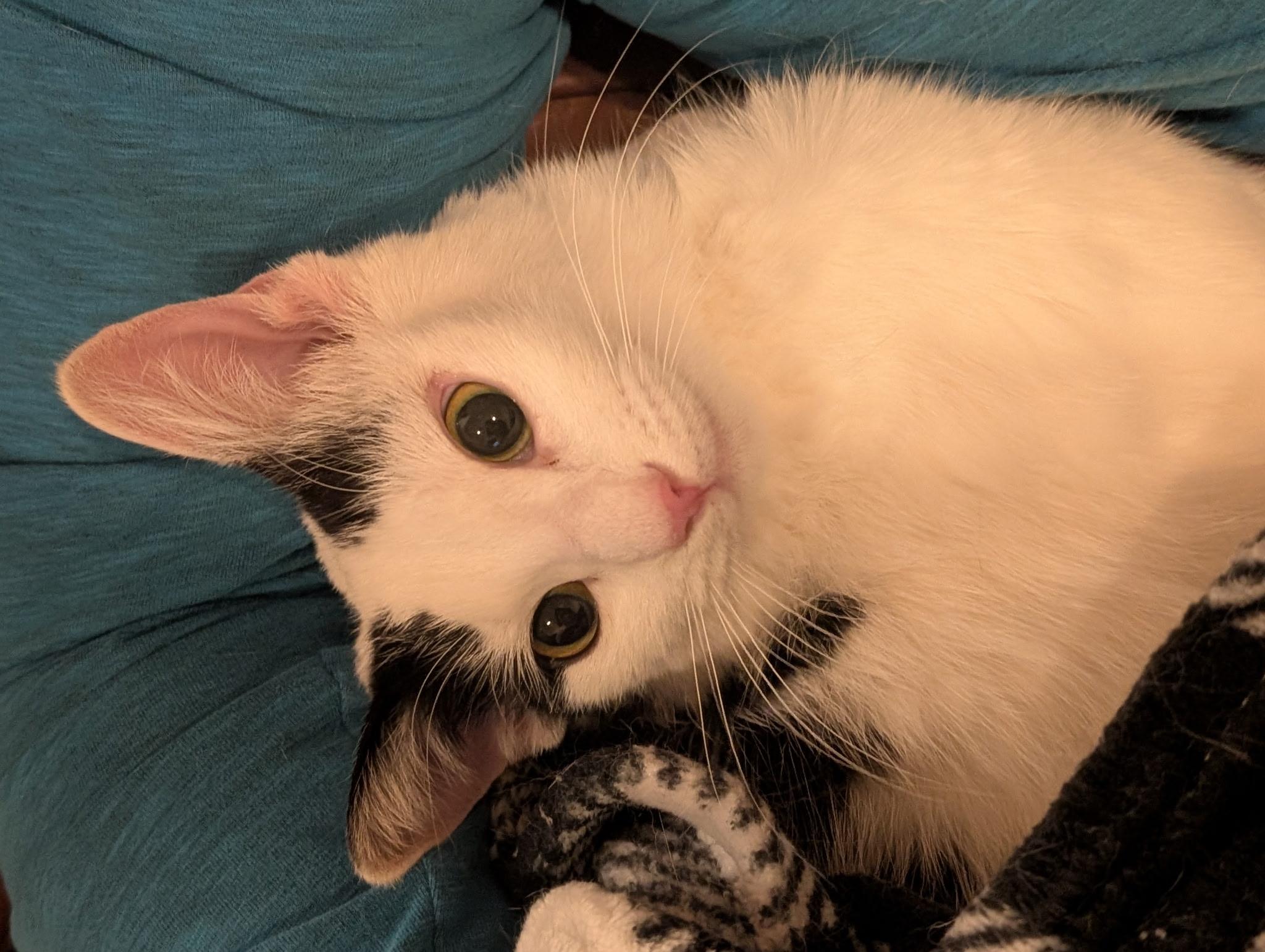 Inky (call 602-692-1499 to meet Inky), Adoptable, Young Female Turkish Van.