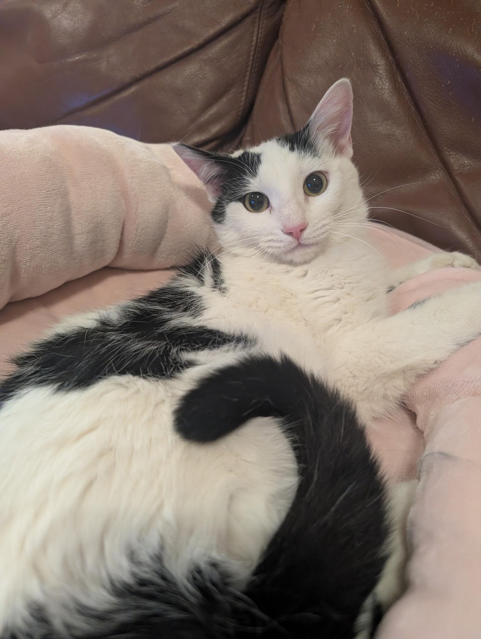 Enlarge Inky (call 602-692-1499 to meet Inky), a Adoptable mixed breed in Phoenix, AZ image 3/4