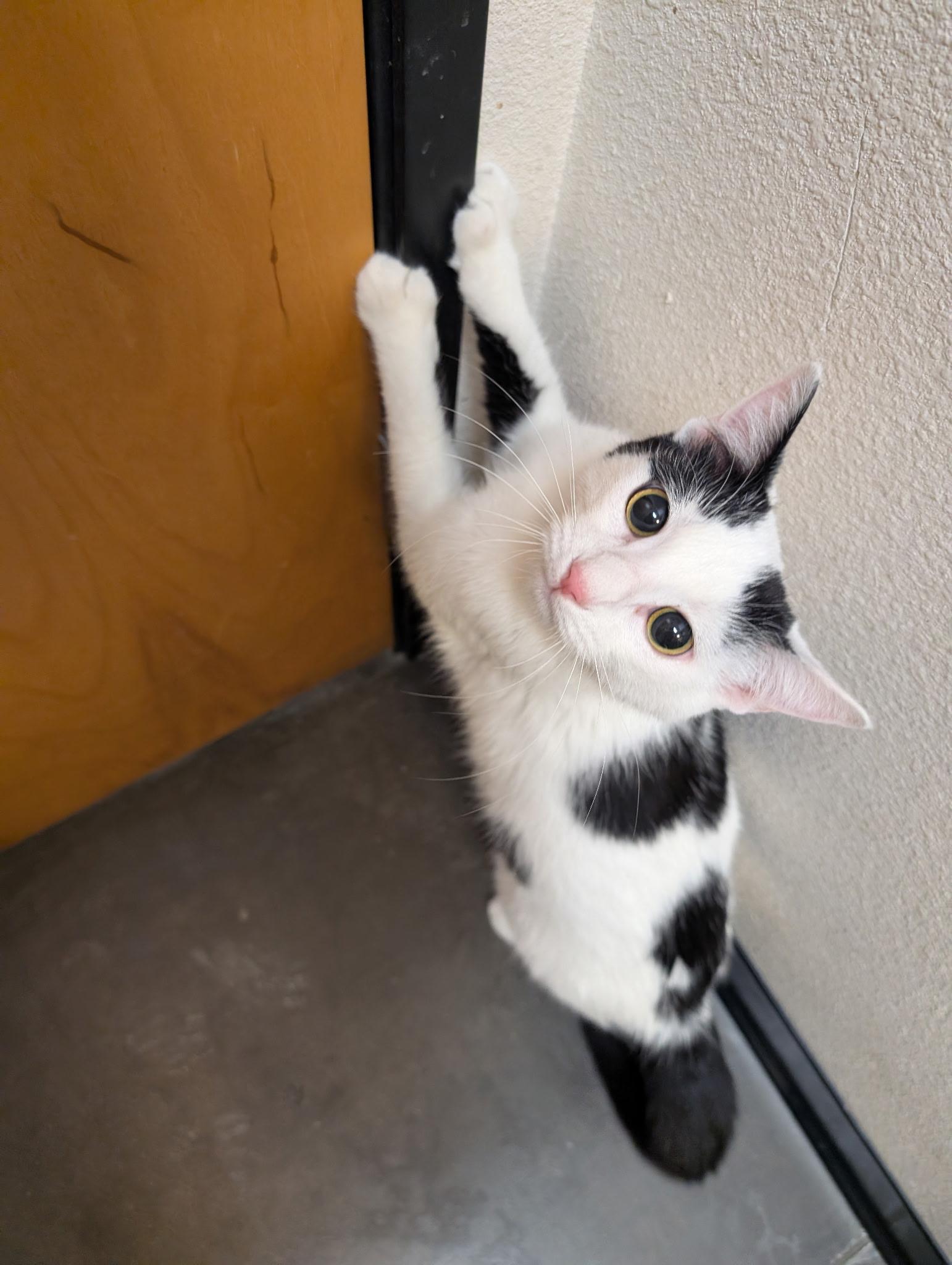 Enlarge Inky (call 602-692-1499 to meet Inky), a Adoptable mixed breed in Phoenix, AZ image 2/4