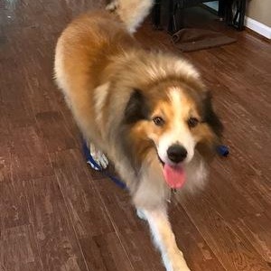 Enlarge Whisky, a Adoptable Australian Shepherd in Phoenixville, PA image 2/2