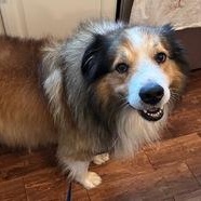 Enlarge Whisky, a Adoptable Australian Shepherd in Phoenixville, PA image 1/2