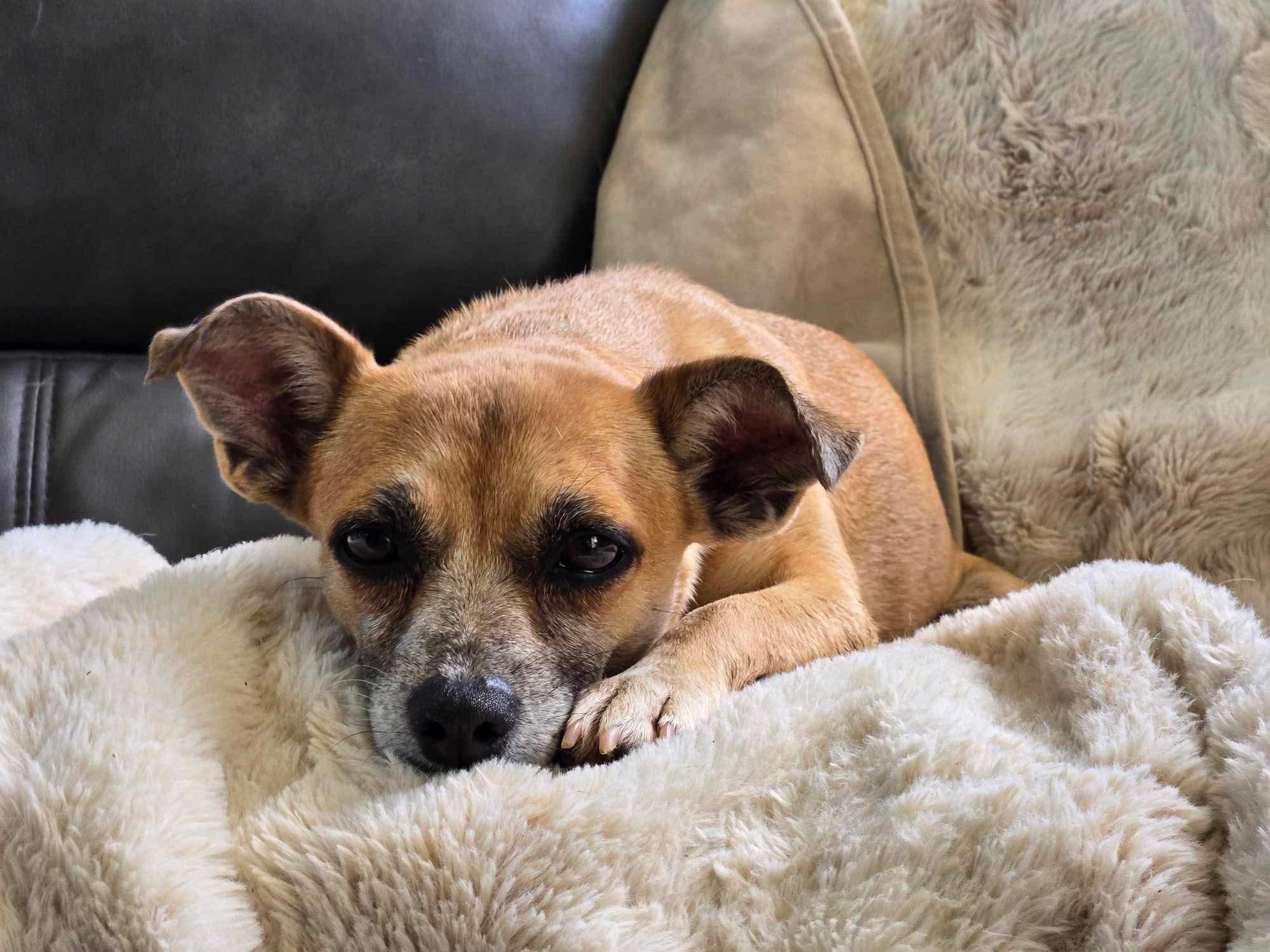 Lunita - Luna, Adopted, Adult Female Chihuahua.