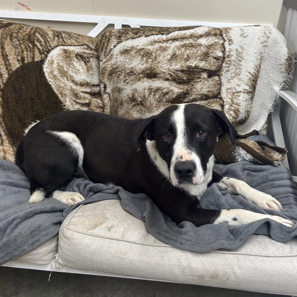 Enlarge Whiskey, a Adoptable Terrier in Falmouth, KY image 1/1
