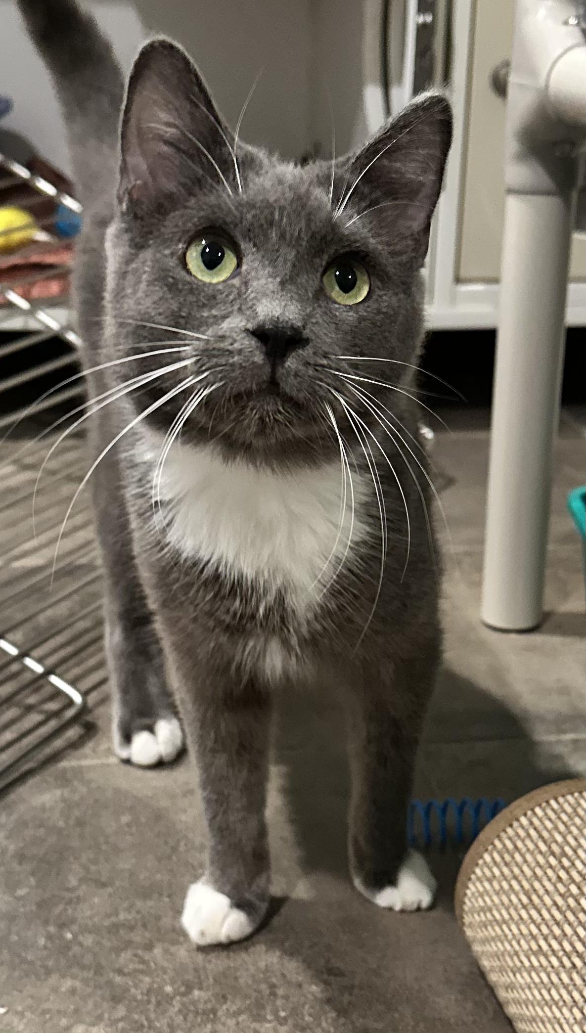 Moonlight, Young Male Domestic Short Hair