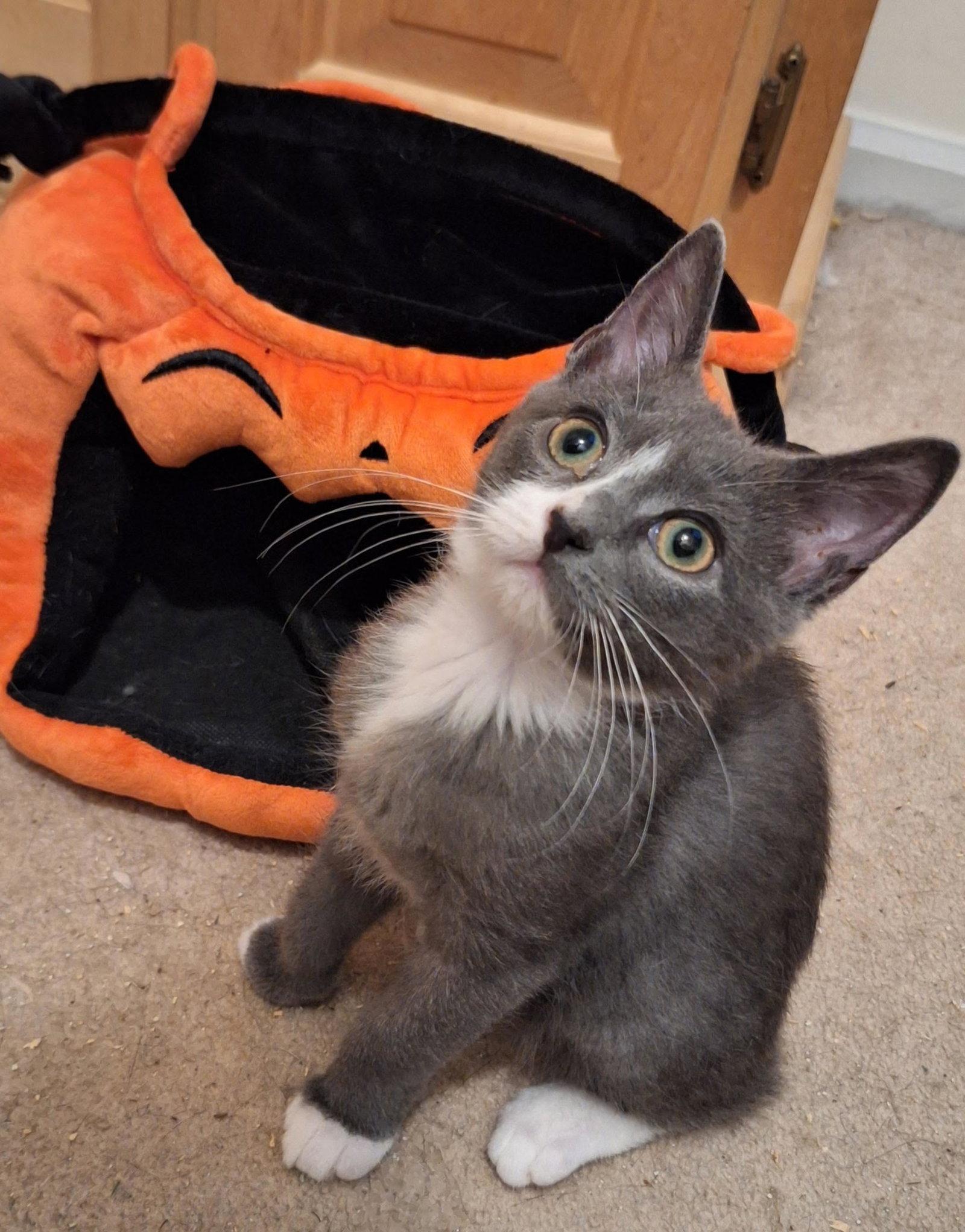 Mouse (FCID# 09/21/2026 - 1 Glen Mills PS) C, ADOPTABLE, Young • Male, American Bobtail & Tuxedo.