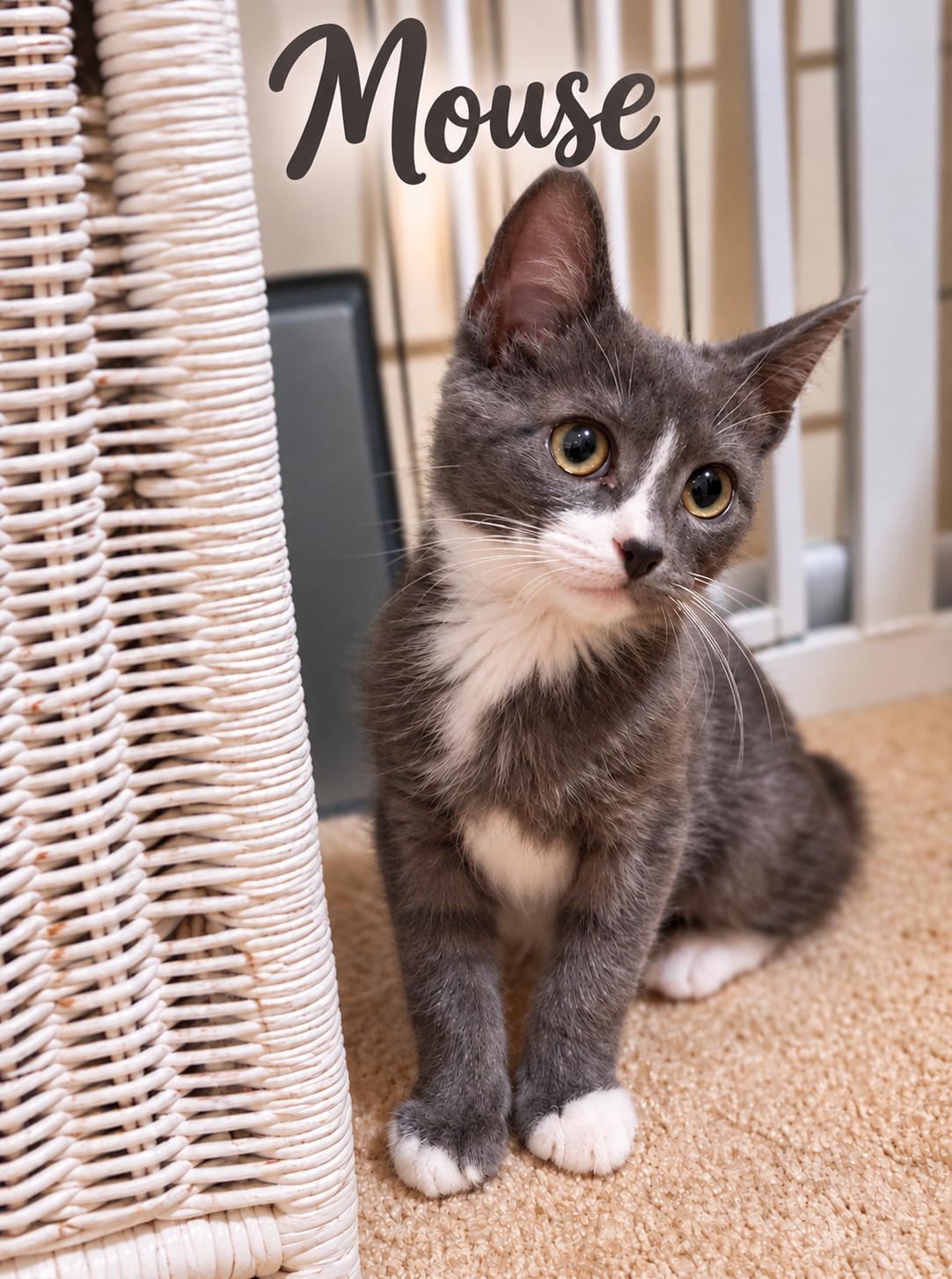 Enlarge Mouse (FCID# 09/21/2026 - 1 Glen Mills PS) C, a Adoptable mixed breed in Greenville, DE image 2/3