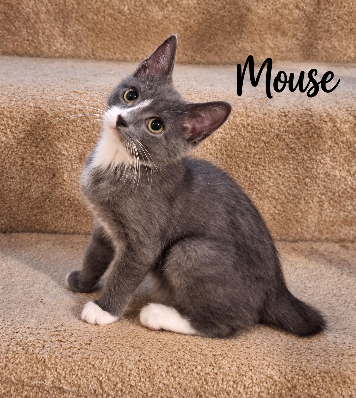 Enlarge Mouse (FCID# 09/21/2026 - 1 Glen Mills PS) C, a Adoptable mixed breed in Greenville, DE image 3/3
