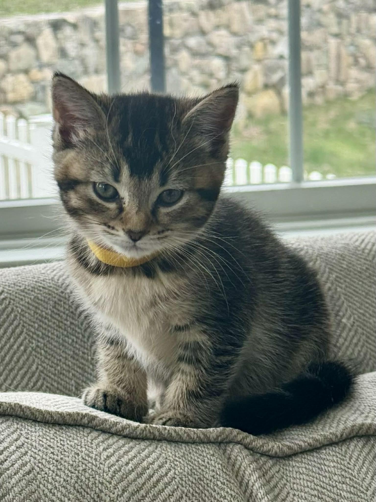 Enlarge Simba, a Adopted Domestic Short Hair in Hull, MA image 1/1