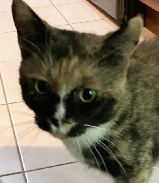 Geraldine -she has attitude!, a Adopted Calico in Durham, CT image 1/2