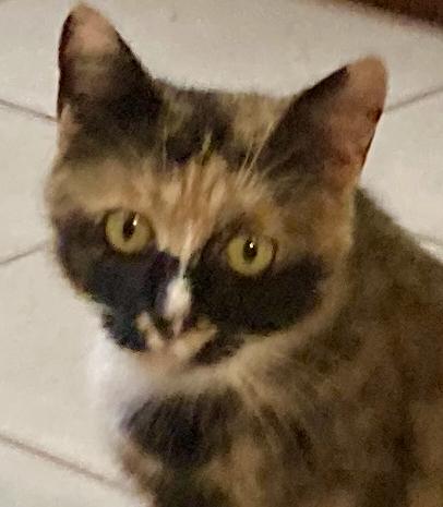 Geraldine -she has attitude!, a Adopted Calico in Durham, CT image 2/2