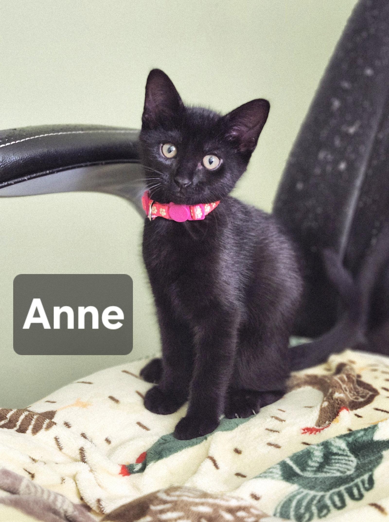 Enlarge Ann, a Adoptable Domestic Short Hair in Council Bluffs, IA image 1/1