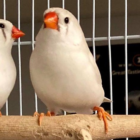 Enlarge Riley and Rachel, a Adoptable Finch in Lenexa, KS image 2/2