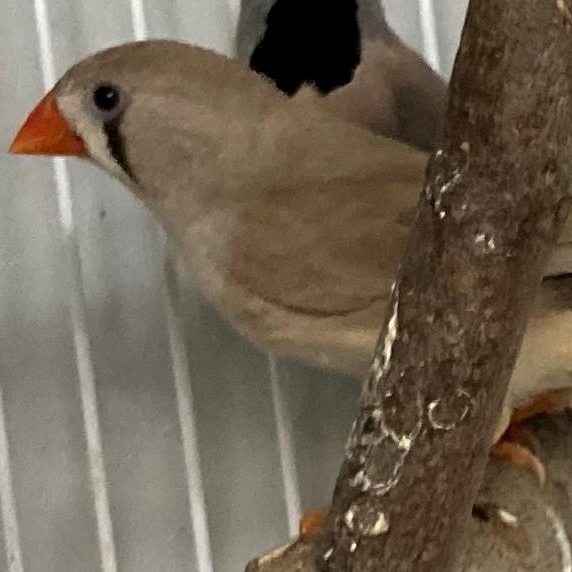 Riley and Rachel, Adoptable, Adult Male Finch.
