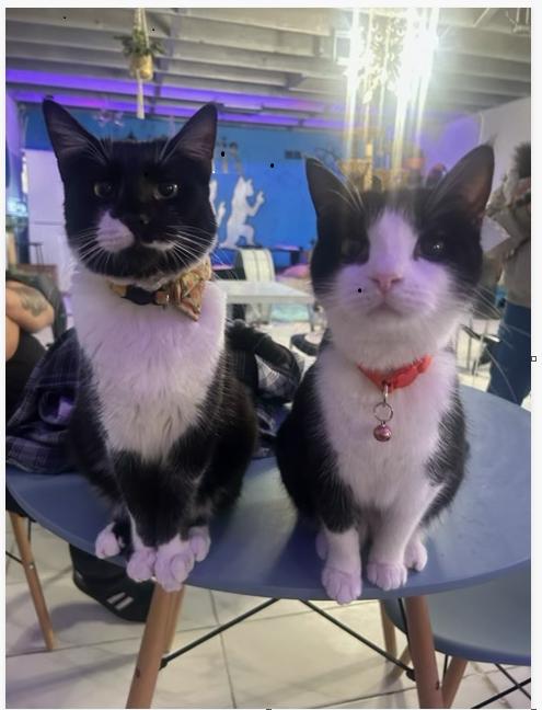 Carly, Adopted, Adult Female Domestic Short Hair & Tuxedo.