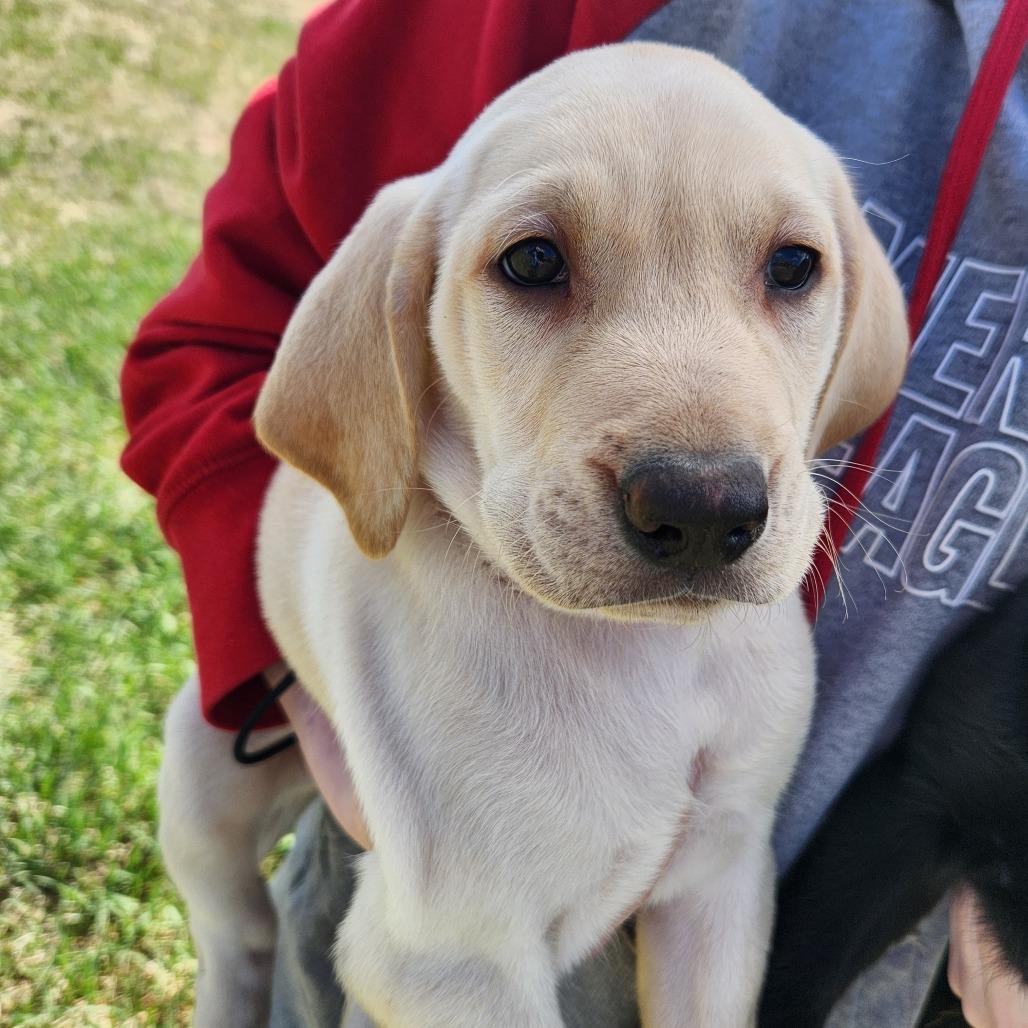 Enlarge Goldy, a Adoptable Labrador Retriever in Oak Grove, MN image 1/1