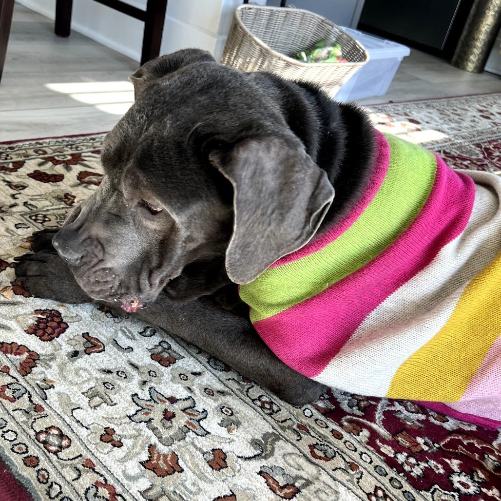 Misty, Adoptable, Adult Female Cane Corso.