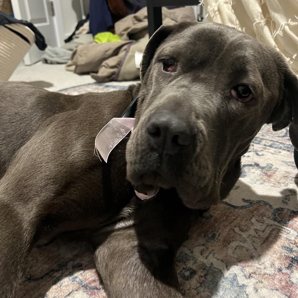 Enlarge Misty, a Adoptable Cane Corso in manchester, PA image 2/6