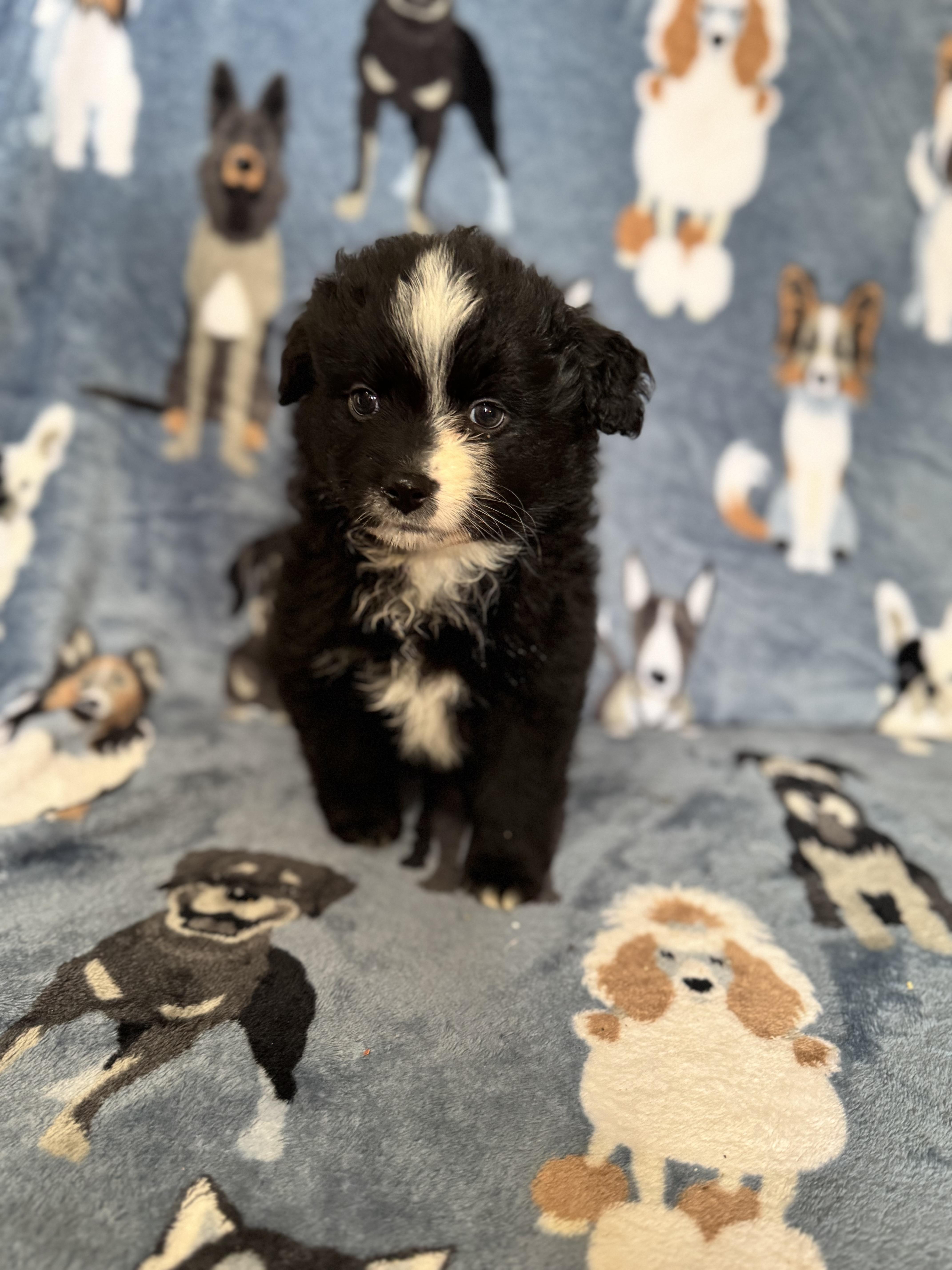 Waffles , an adoption pending mixed breed in Sequatchie, TN image 1/4