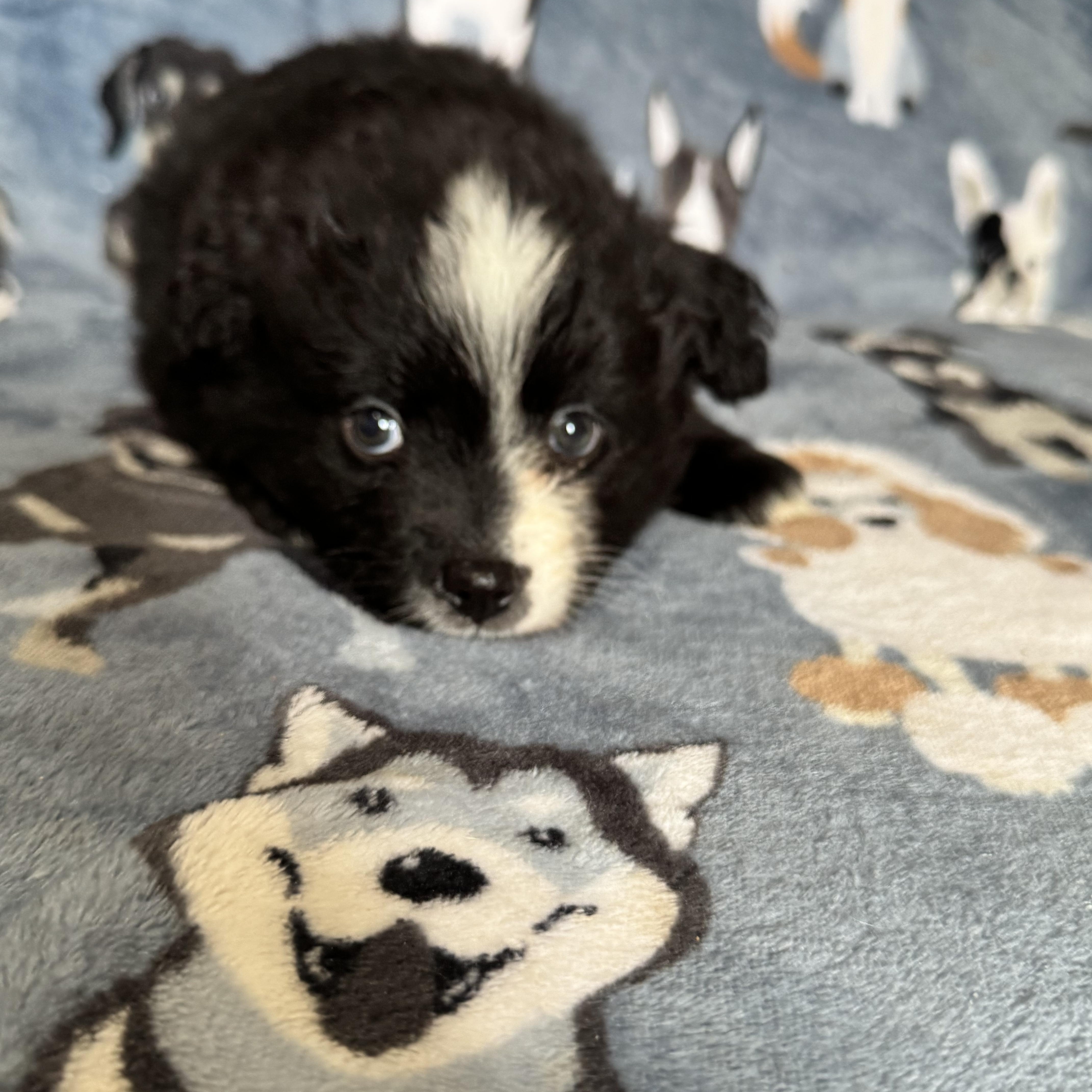 Waffles , an adoption pending mixed breed in Sequatchie, TN image 4/4