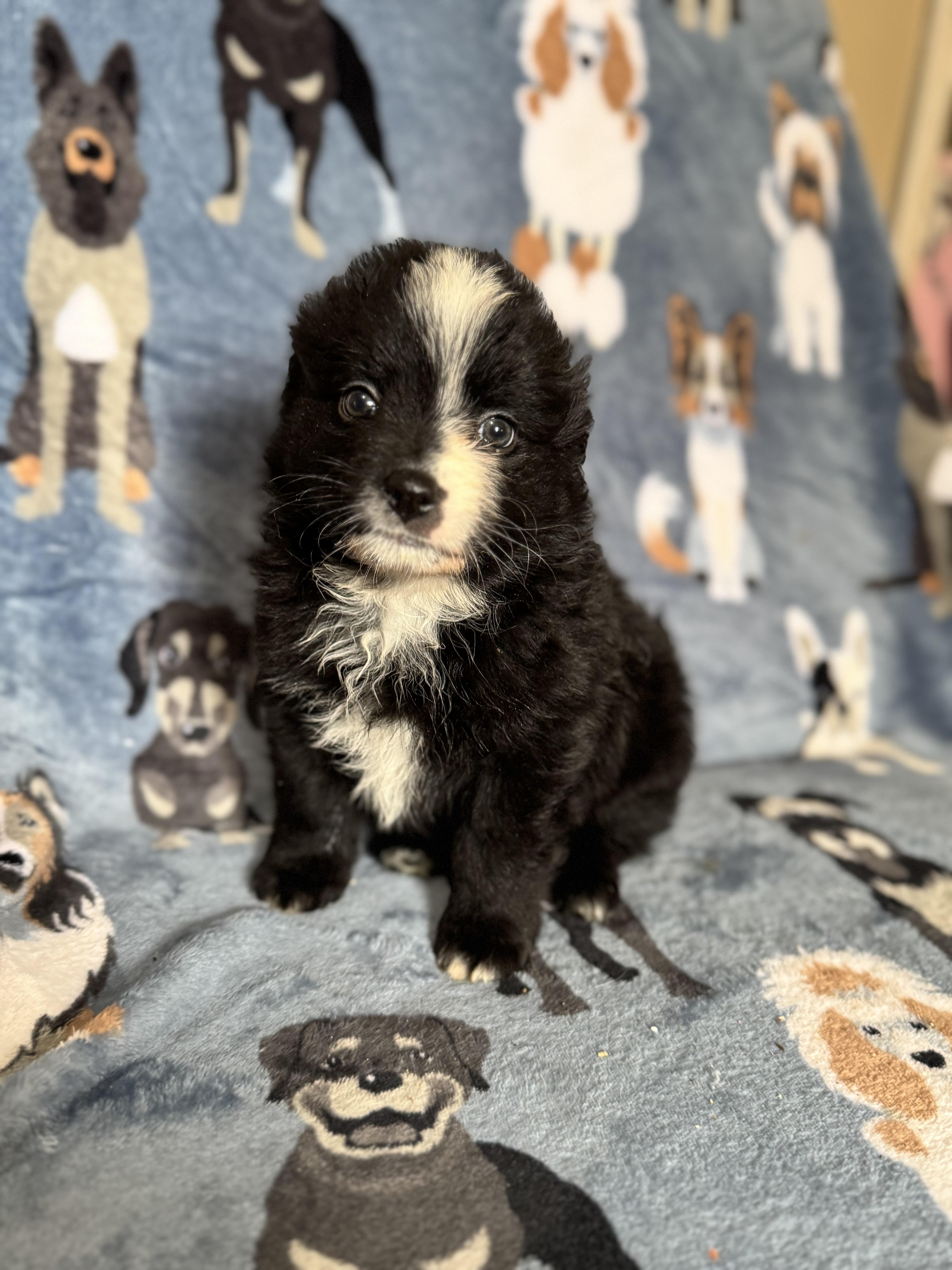 Waffles , an adoption pending mixed breed in Sequatchie, TN image 2/4