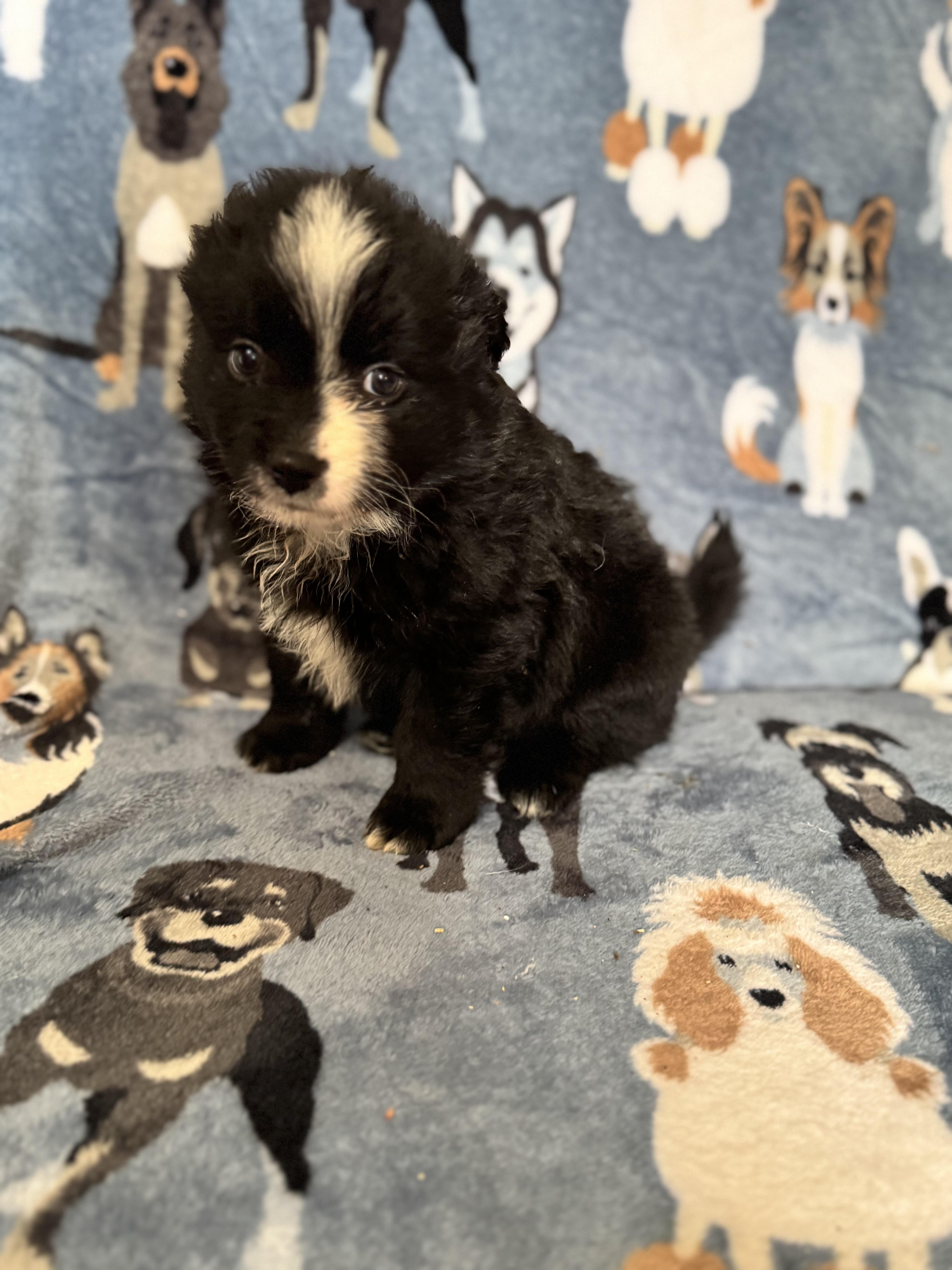 Waffles , an adoption pending mixed breed in Sequatchie, TN image 3/4