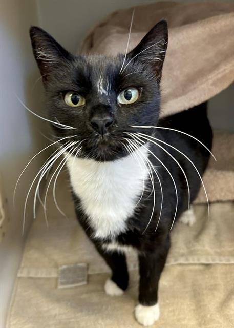 ATHENA, Adoptable, Adult Female Domestic Short Hair.