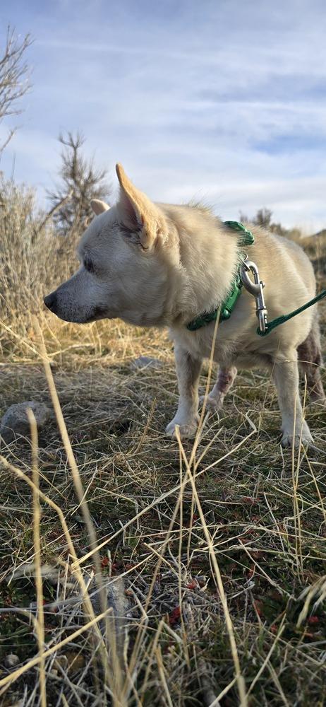Mounkol, a Adoptable mixed breed in Herriman, UT image 1/4