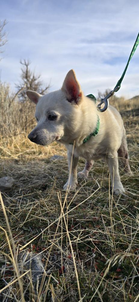 Mounkol, a Adoptable mixed breed in Herriman, UT image 2/4