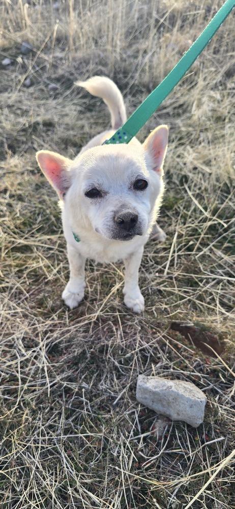 Mounkol, a Adoptable mixed breed in Herriman, UT image 3/4