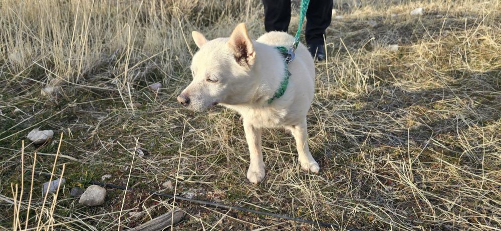 Mounkol, a Adoptable mixed breed in Herriman, UT image 4/4