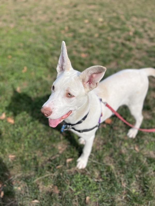 Enlarge Goofy, a Adoptable mixed breed in Vancouver, WA image 1/1