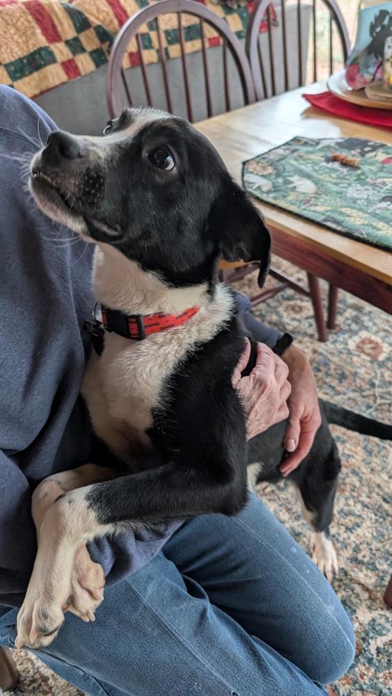 7683 Noelle, Adoptable, Puppy Female Border Collie.