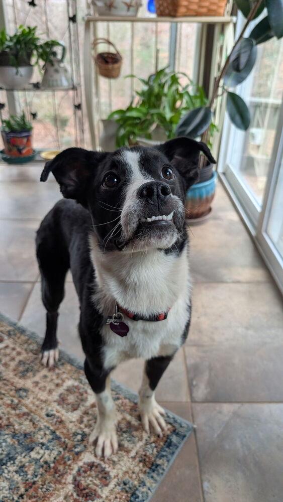 7683 Noelle, Adoptable, Puppy Female Border Collie.