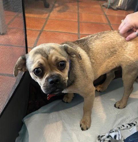 Cocoa, Adoptable, Puppy Female Pug.