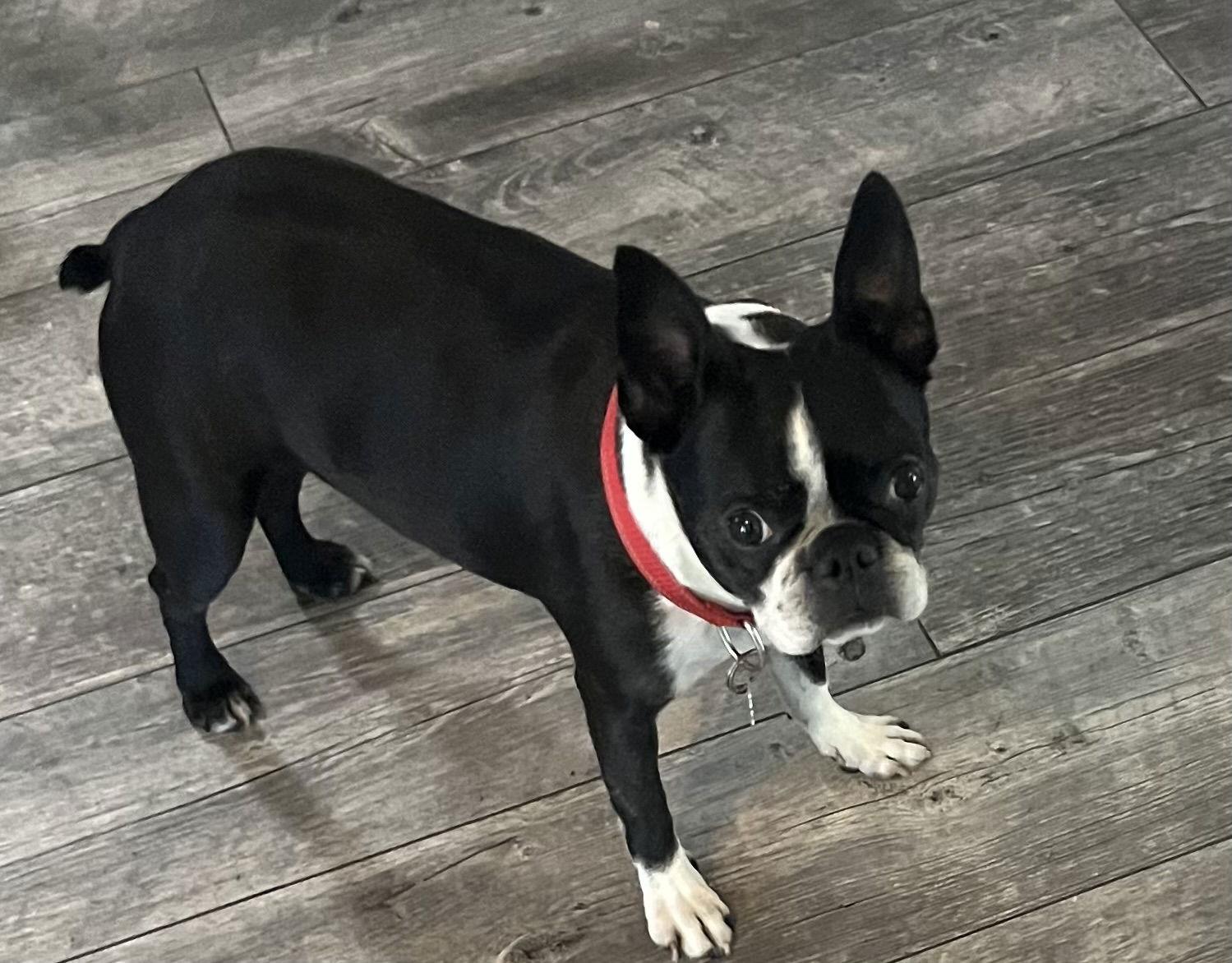 Roxy, Adopted, Adult Female Boston Terrier.