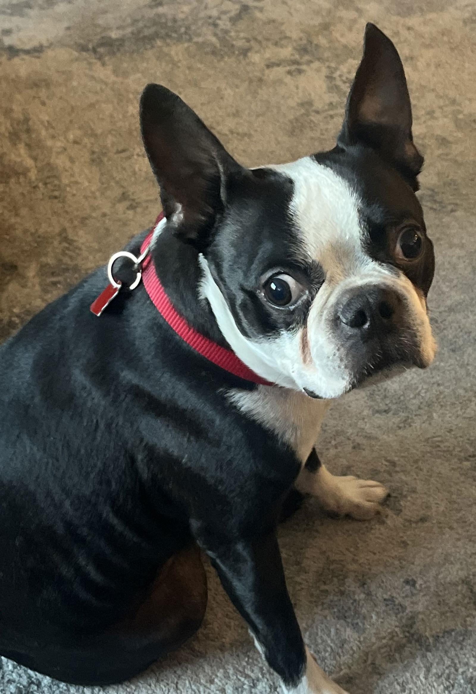 Enlarge Roxy, a Adopted Boston Terrier in Scottsdale, AZ image 2/3