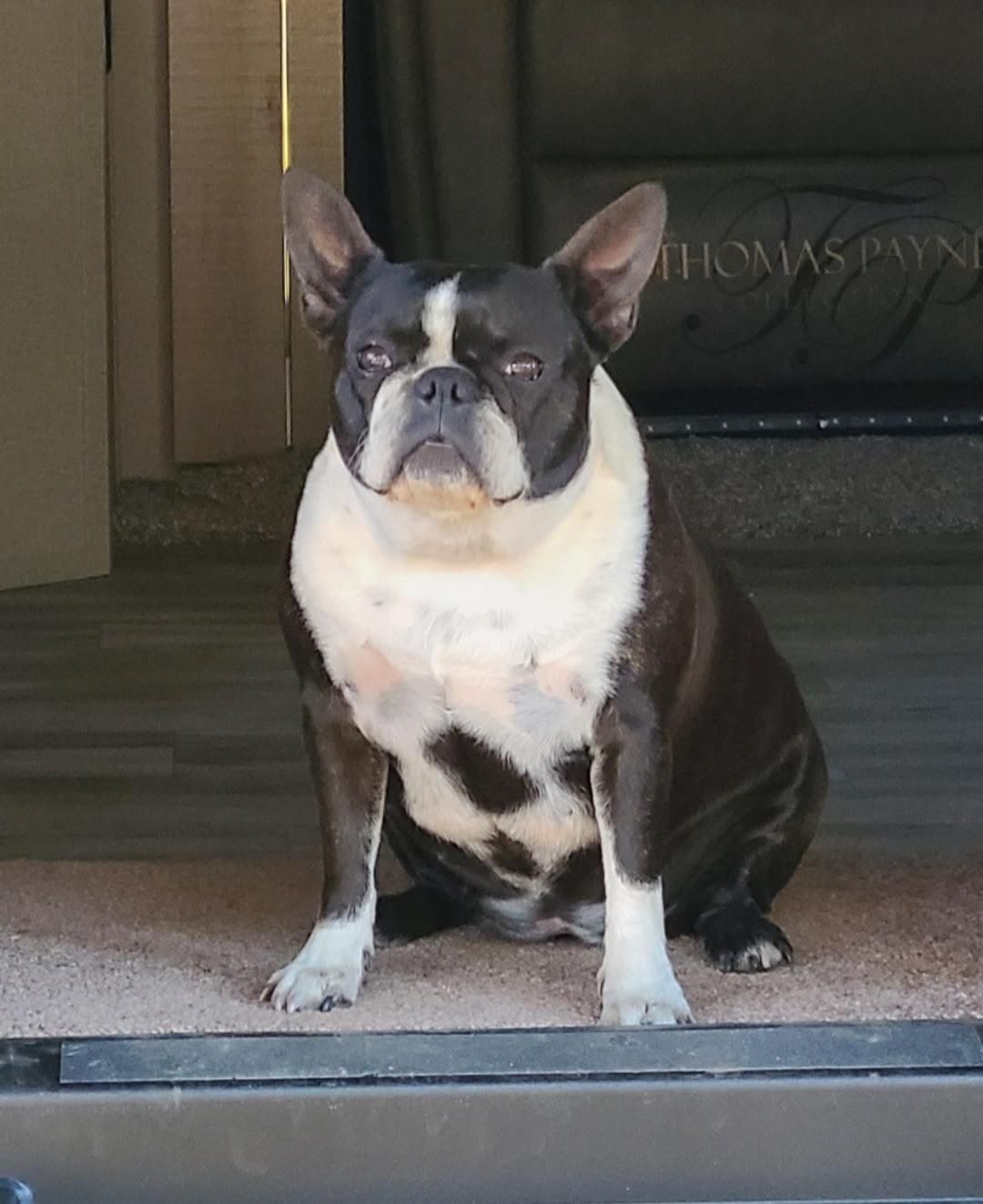 Enlarge Roxy, a Adopted Boston Terrier in Scottsdale, AZ image 3/3