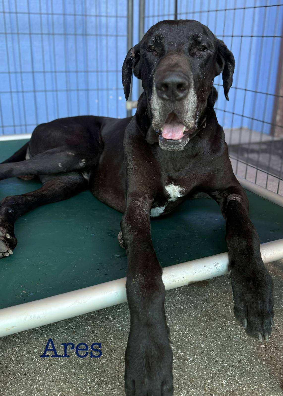 Ares, a Adoptable Great Dane in Jupiter, FL image 1/2