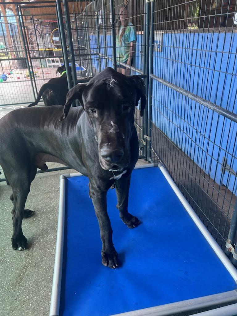 Ares, a Adoptable Great Dane in Jupiter, FL image 2/2