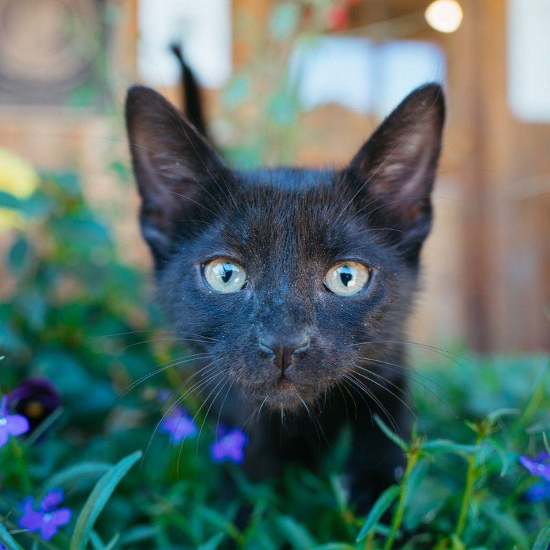 Starfish, adopted, Kitten Female Domestic Short Hair.