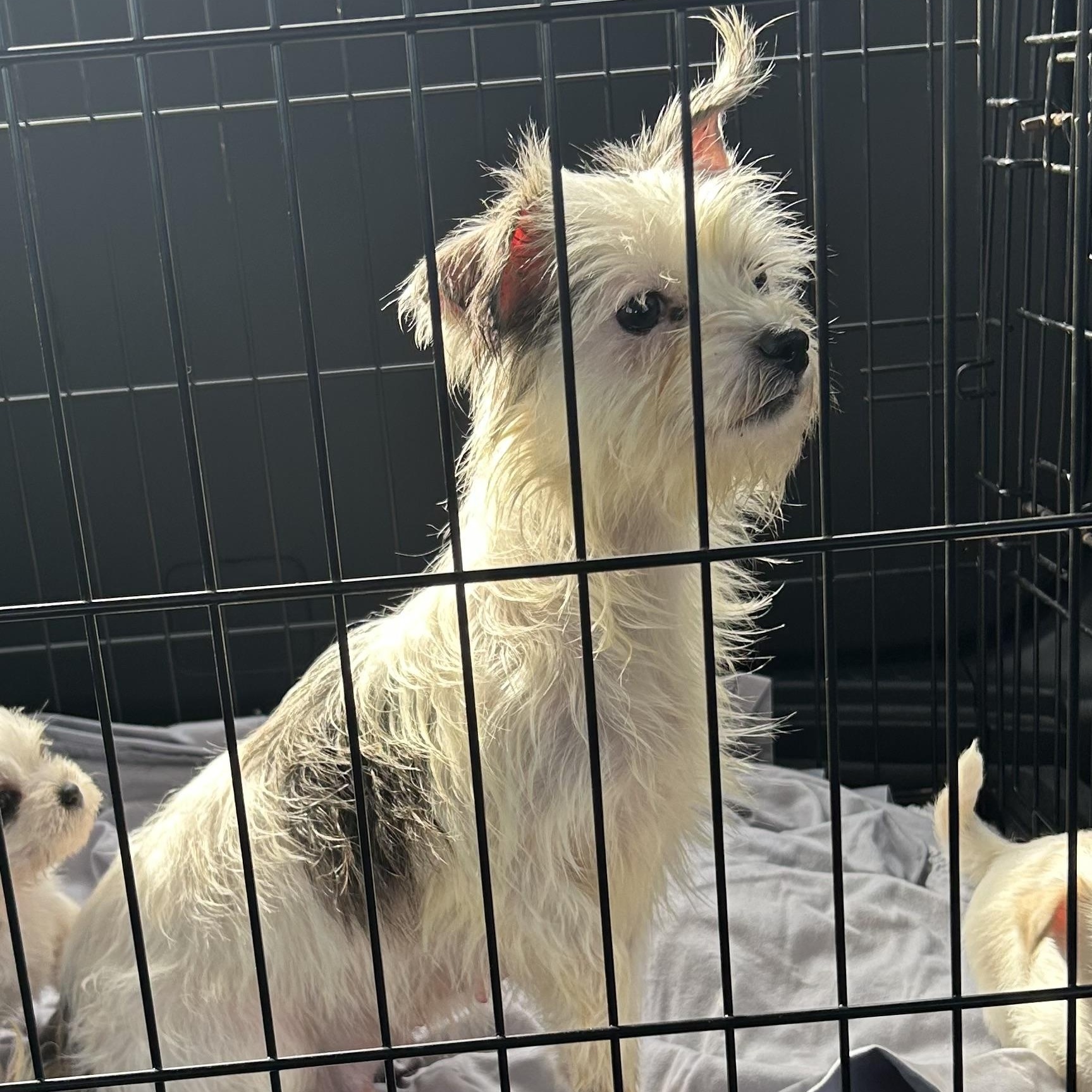 Enlarge Brie , a ADOPTABLE mixed breed in Fredericksburg, VA image 3/4